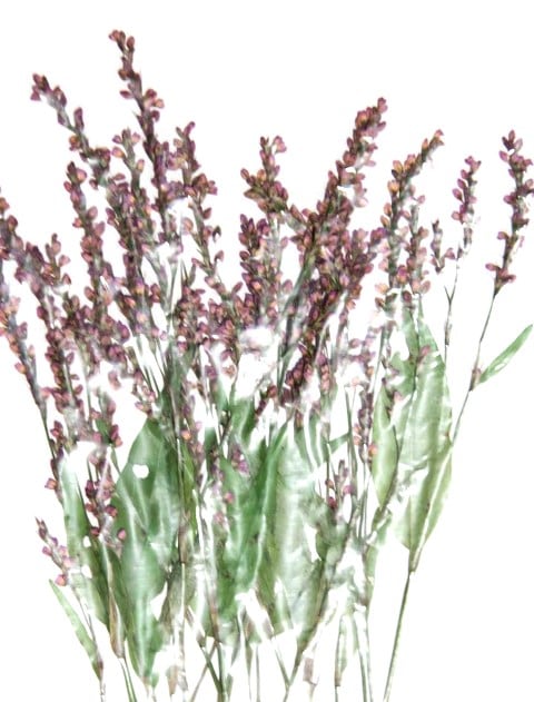 1-186 イヌダテ 24本入