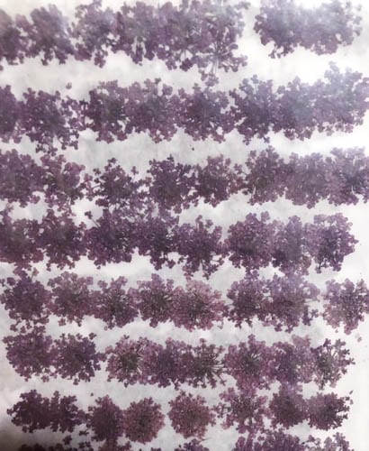 2-202P 押し花 レースフラワー 紫染 1000輪入