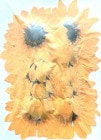 1-101Y 押し花　ミニヒマワリ　黄色染