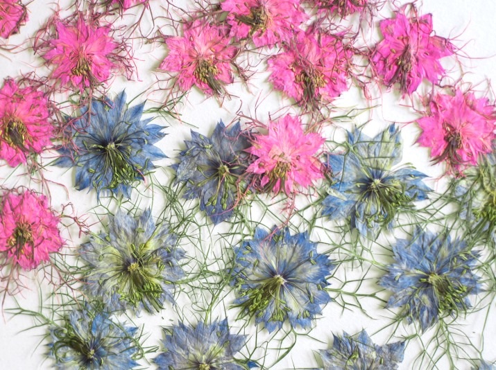 1-242k ニゲラ　ミックス　24輪