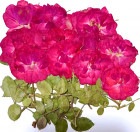 1-119H 押花素材　薔薇枝付