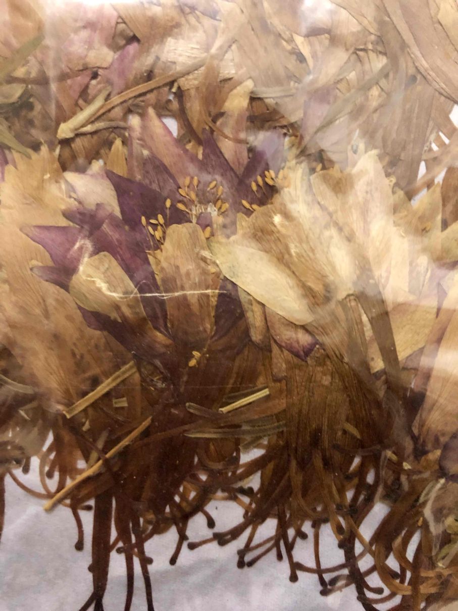 2-2255B　押し花　クロバナオダマキ　横押し　1000輪