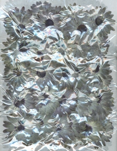 2-2261A　押し花　ムラサキビレンギク　グレー　300輪