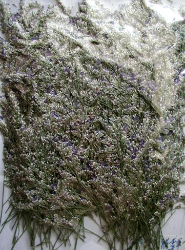 2-123A-P 押し花 ミスティー ブルー