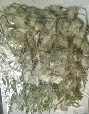 2-124AF 押し花 おきな草 葉付き 300輪