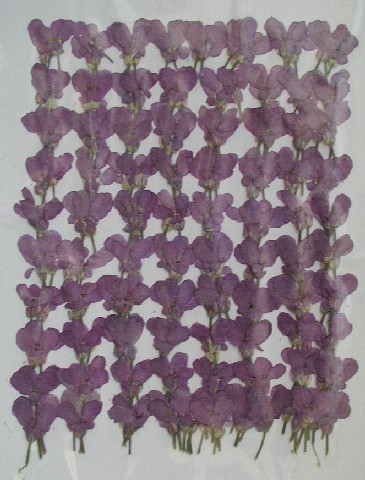 2-289-P　押し花　曲がり花　パーブル