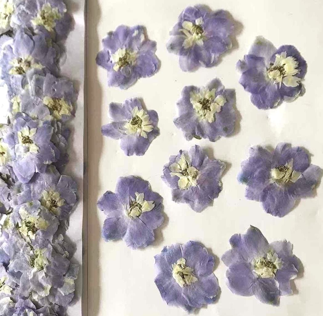 2-2255A　押し花　クロバナオダマキ　薄ブルー