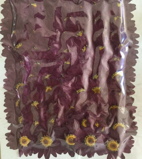 2-2261P　押し花　ムラサキバレンギク　パーブル　300輪