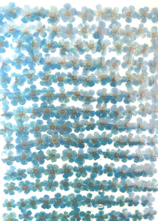 2-2240E 押し花 ネイル用小花 ブルー染め