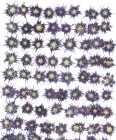 2-116B　押し花　スターフロックス　ブルー染め|業務用押し花　ブルー＆紫系|押花素材　業務用パック