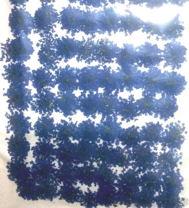 2-202B レースフラワー　ブルー染め　1000輪入