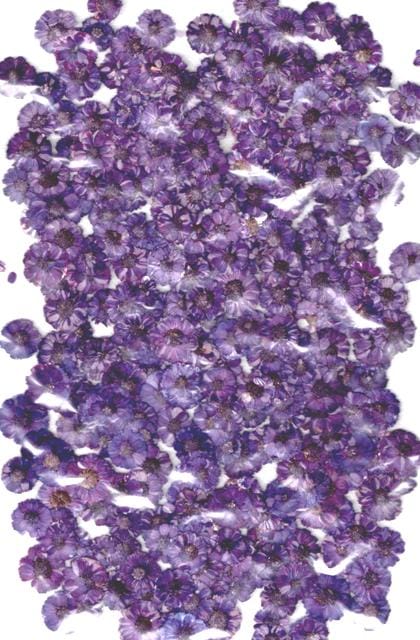 2-245DP　エゾノコギリソウ　濃いパープル