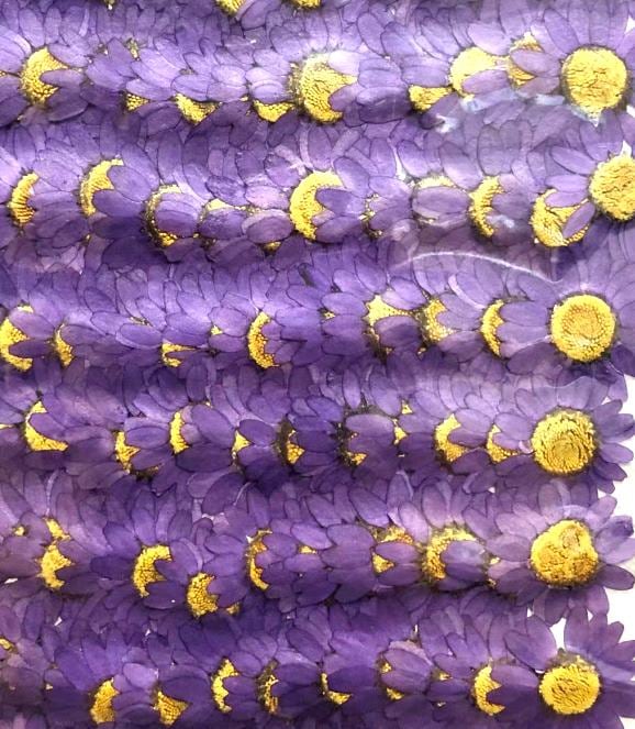 2-111-P ノースポール パープル染め 300輪