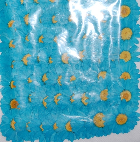 2-111-B ノースポール　水色　染め　300輪