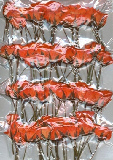 2-119H-O 押し花 バラ 蕾 オレンジ染め