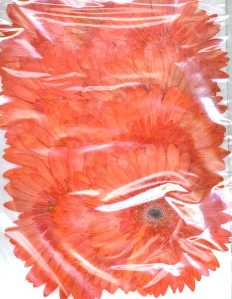 2-100O 押し花素材 ガーベラ オレンジ 30輪