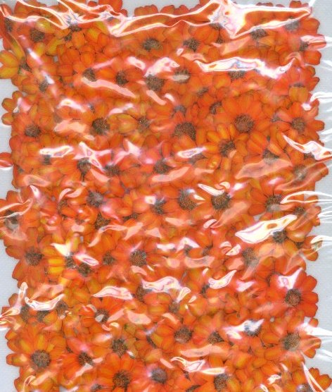 2-149O 押し花素材 ジニア