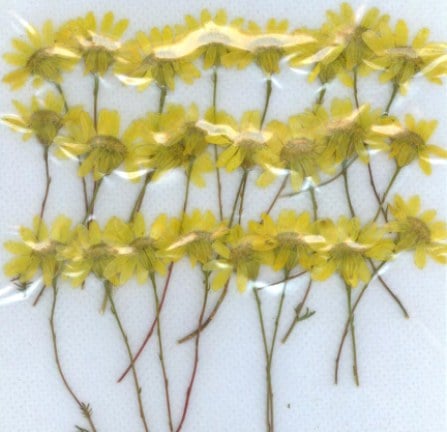 1-156-H 押し花 ダールベルグデージ