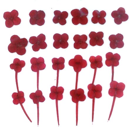 1-217　押し花　センタンカ