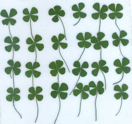 1-250　押し花　四つ葉のグローバー