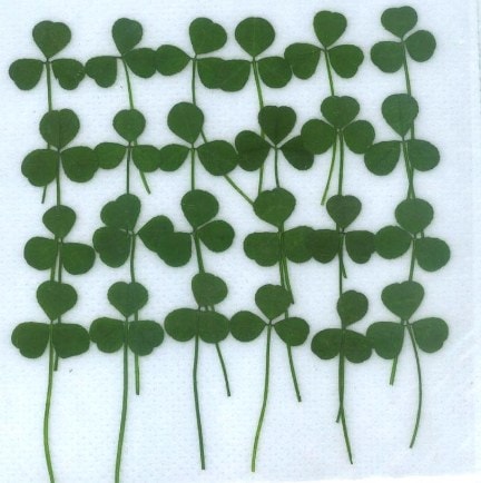 1-285　押し花　シロツメクサ　緑処理