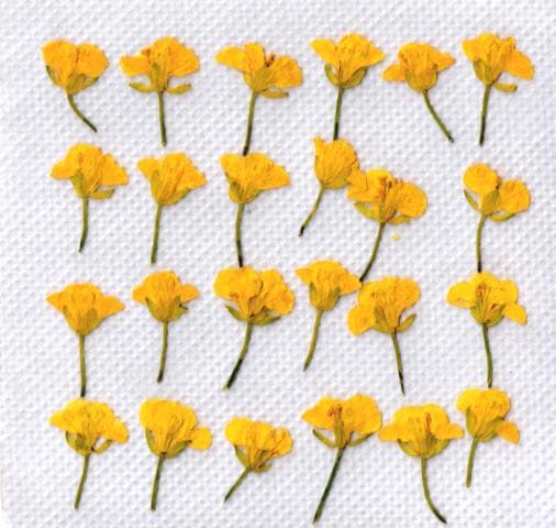 1-208押し花材料　 菜の花