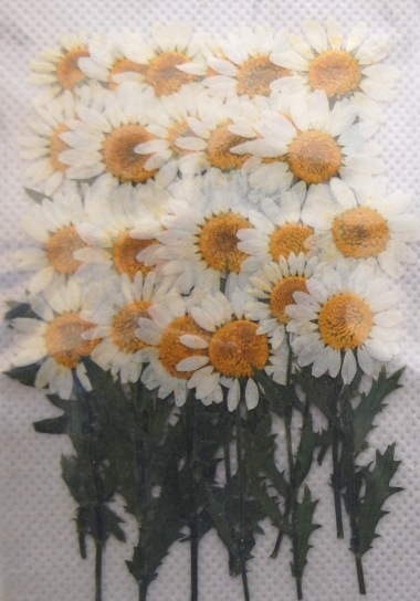 1-111H-W ノースポール葉付