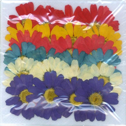 1-243M　押し花素材　除虫菊