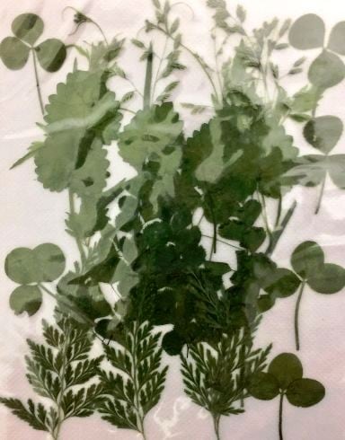 押し花 本物の花アクセサリー直販 エルタ押し花通販 1 ｇ 緑葉っぱ ミックス