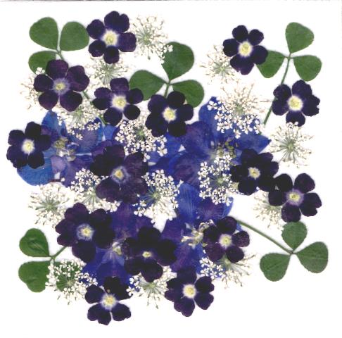 1-B　ブルーミックス押し花デザインパック　４０輪入り