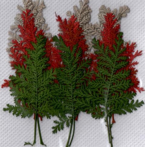 1-67　タチシノブ　ミックス色　