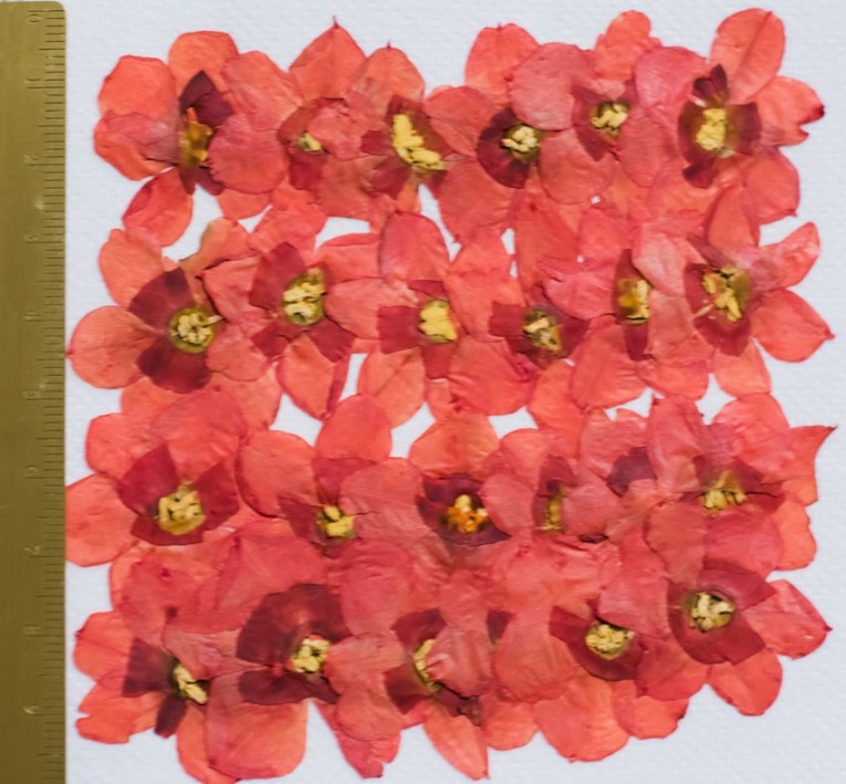 1-105R　押し花　水仙の花　赤