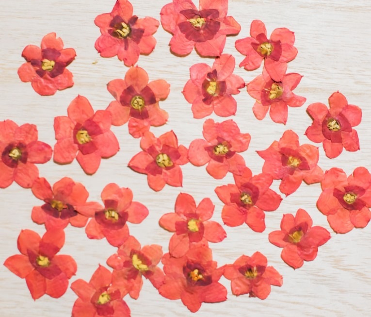 1-105R　押し花　水仙の花　赤