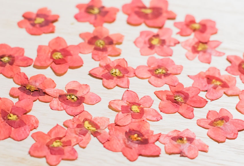 1-105R　押し花　水仙の花　赤