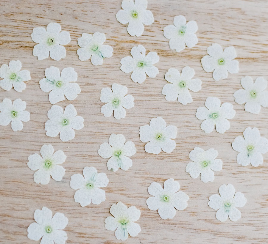 1-121-WＹ　押し花　バーベナ　ホワイト染