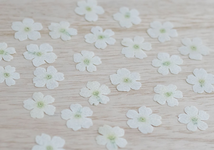 1-121-WＹ　押し花　バーベナ　ホワイト染