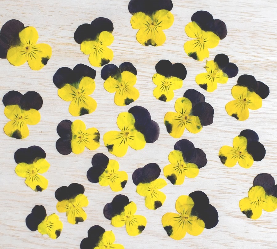 1-108-Y　押し花　ビオラ　ヘレンマウント