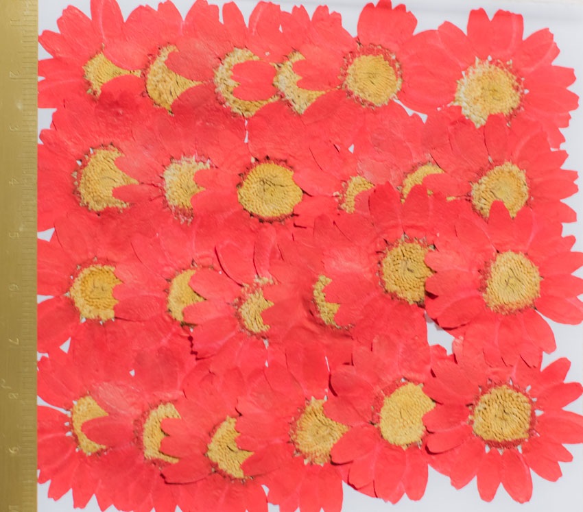 1-111R　ノースポール　赤染め