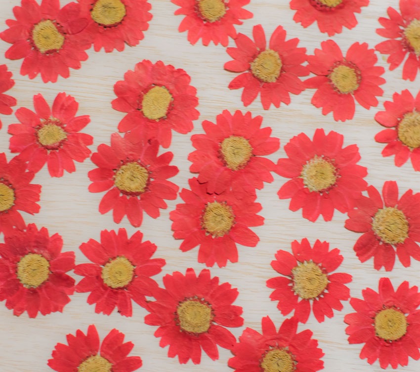 1-111R　ノースポール　赤染め