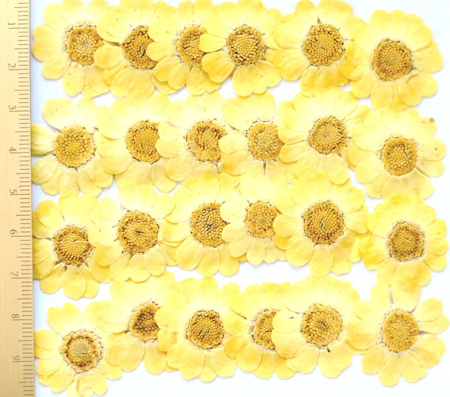 1-110　押し花　ムルチコーレ