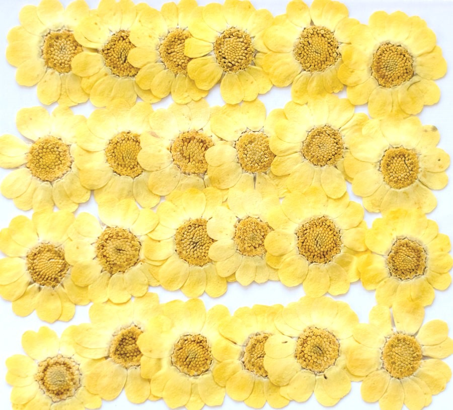 1-110　押し花　ムルチコーレ
