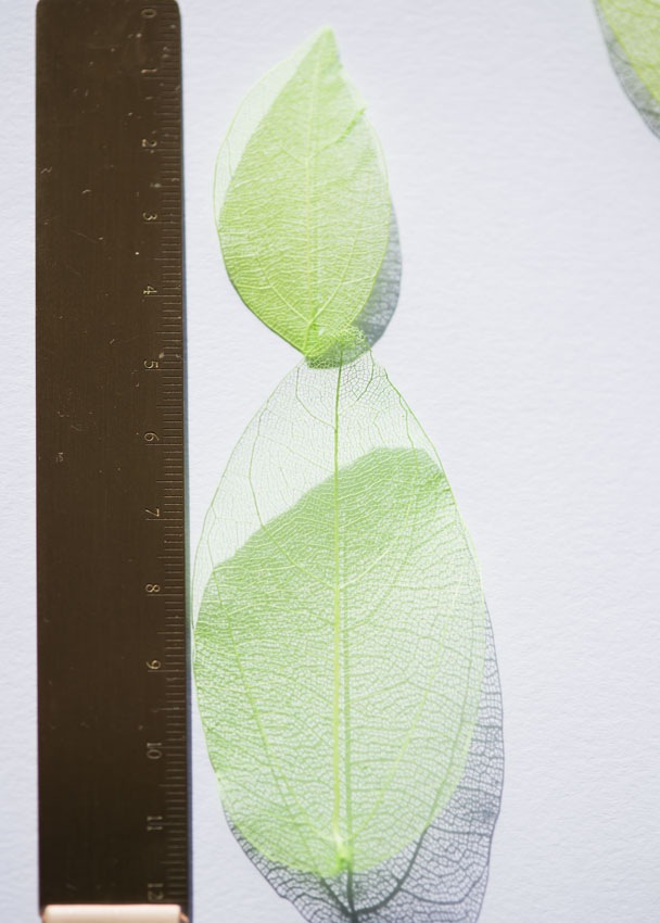 1-001G 葉脈　24枚　緑染め