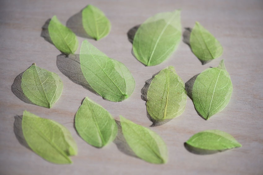 1-001G 葉脈　24枚　緑染め