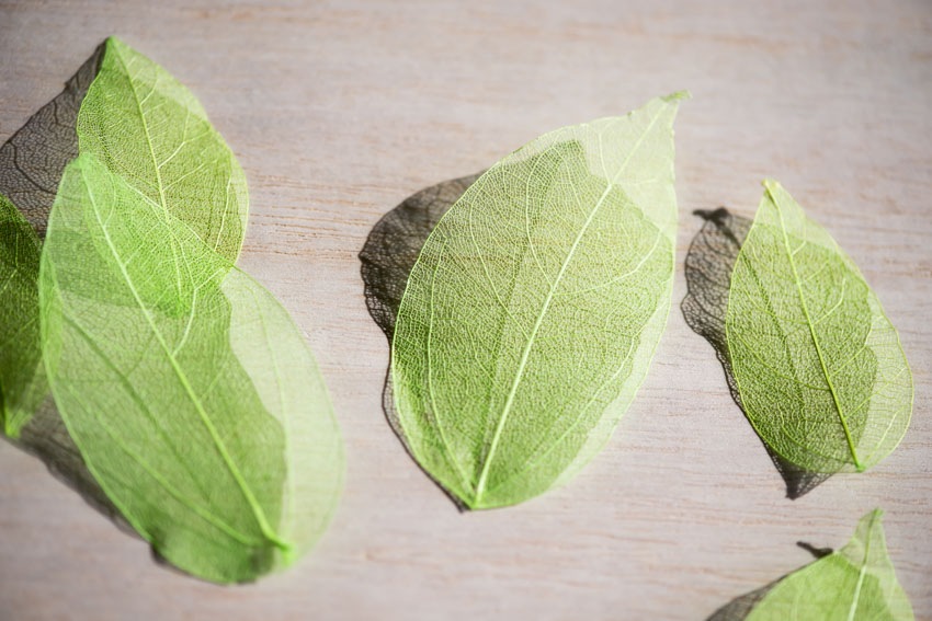 1-001G 葉脈　24枚　緑染め