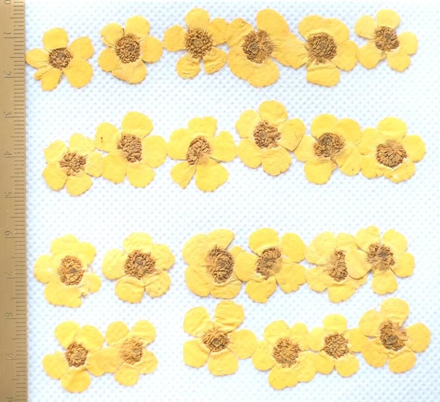 1-112　押し花　キンボウゲ