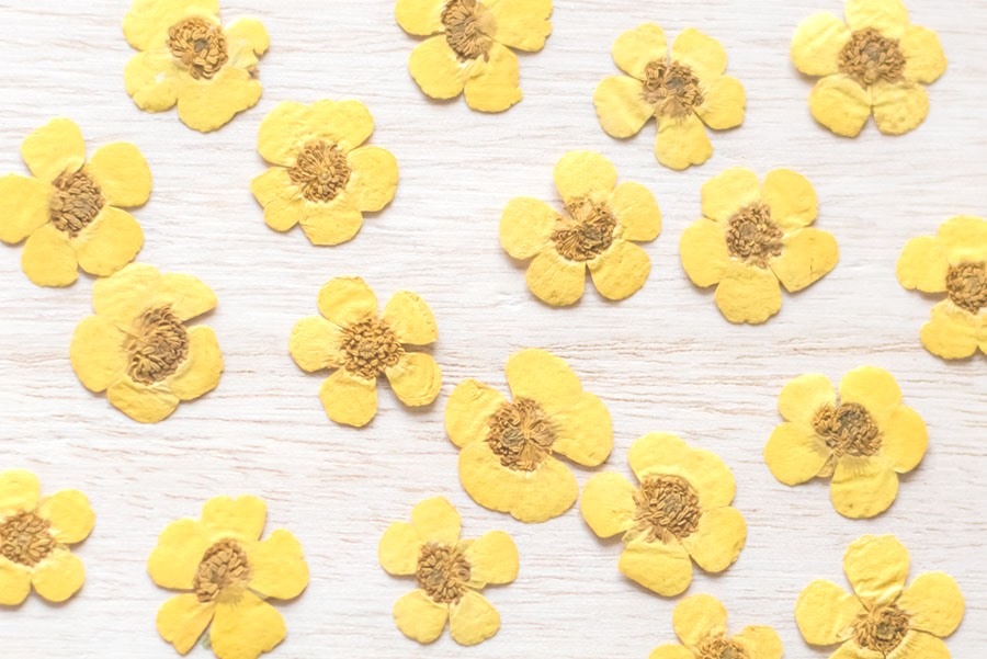 1-112　押し花　キンボウゲ