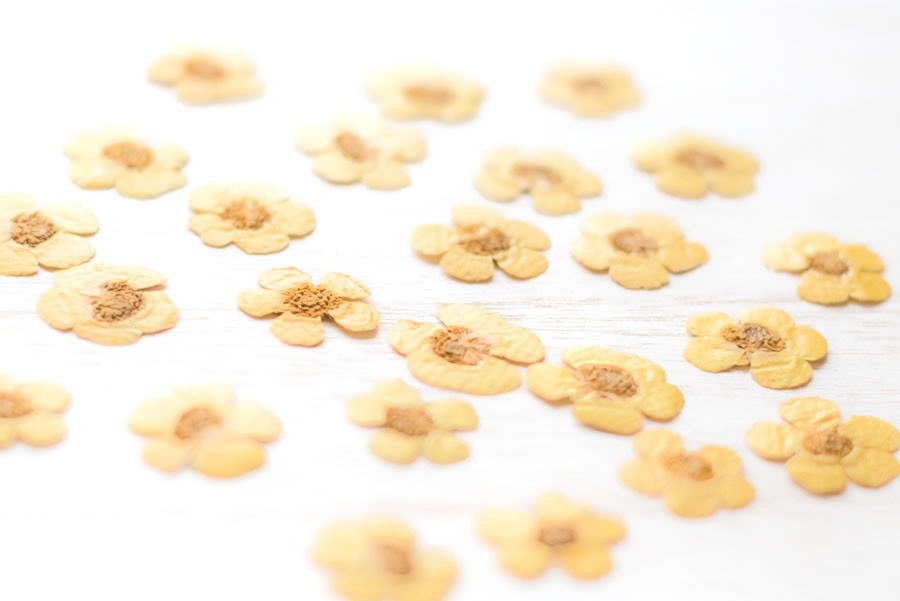 1-112　押し花　キンボウゲ