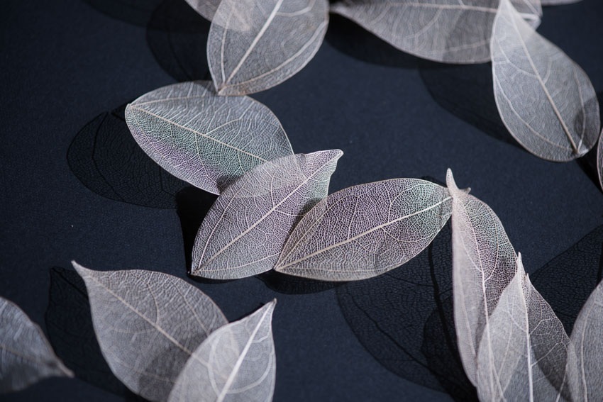 1-001 葉脈　24枚