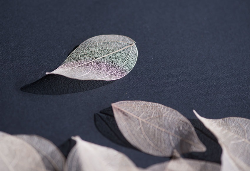 1-001 葉脈　24枚