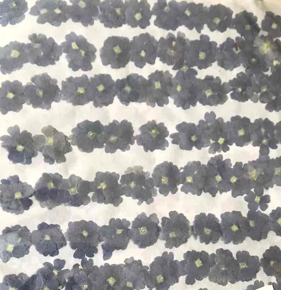 2-121-B　押し花　バーベナ　ブルー